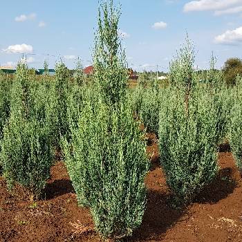 Можжевельник скальный Juniperus scopulorum 'Blue Arrow'